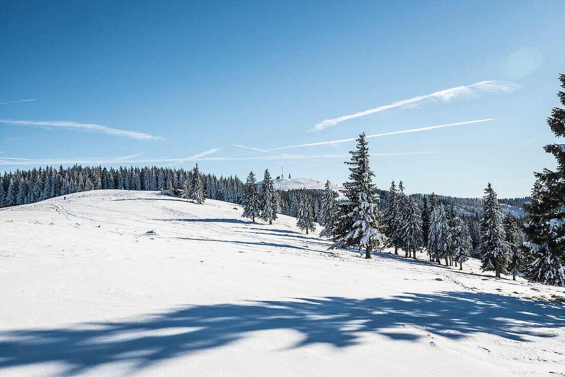 snow covered fir trees, Feldberg, Black Forest, Baden-Wuerttemberg, Germany