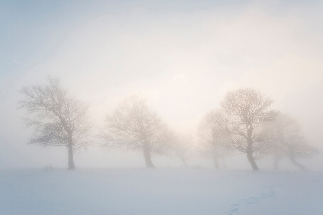 schneebedeckte Buchen und Sonnenuntergang, Schauinsland, nahe Freiburg im Breisgau, Schwarzwald, Baden-Württemberg, Deutschland