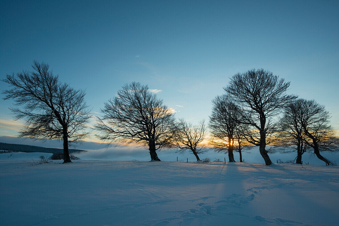 snow covered trees at sunset, Schauinsland, near Freiburg im Breisgau, Black Forest, Baden-Wuerttemberg, Germany