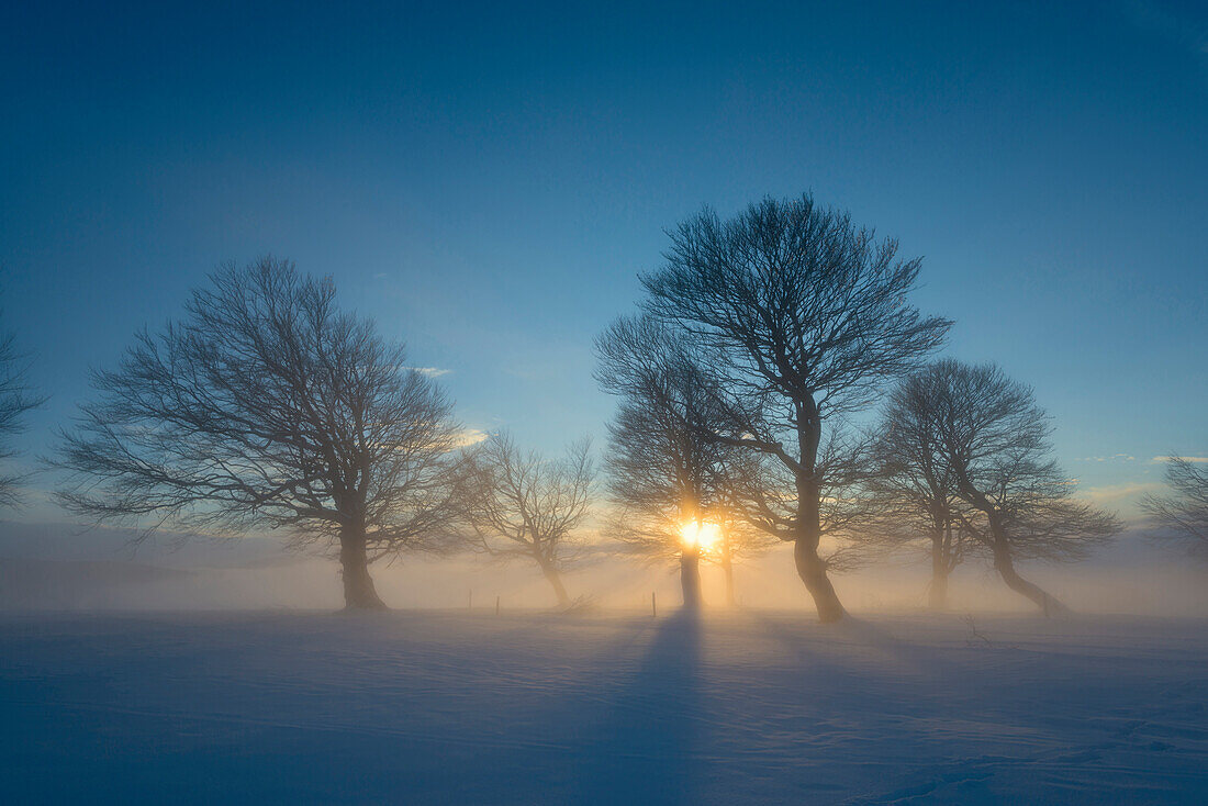 schneebedeckte Buchen und Sonnenuntergang, Schauinsland, nahe Freiburg im Breisgau, Schwarzwald, Baden-Württemberg, Deutschland