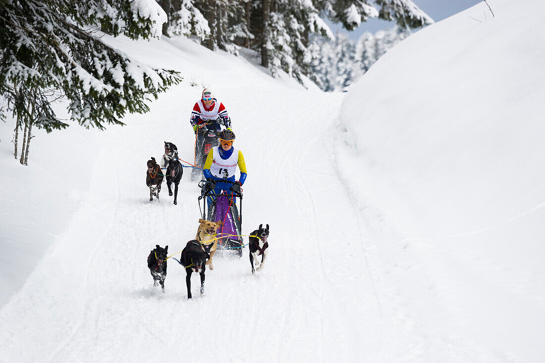 Sleddog WM 2015, Bernau, Black Forest, Baden-Wuerttemberg, Germany