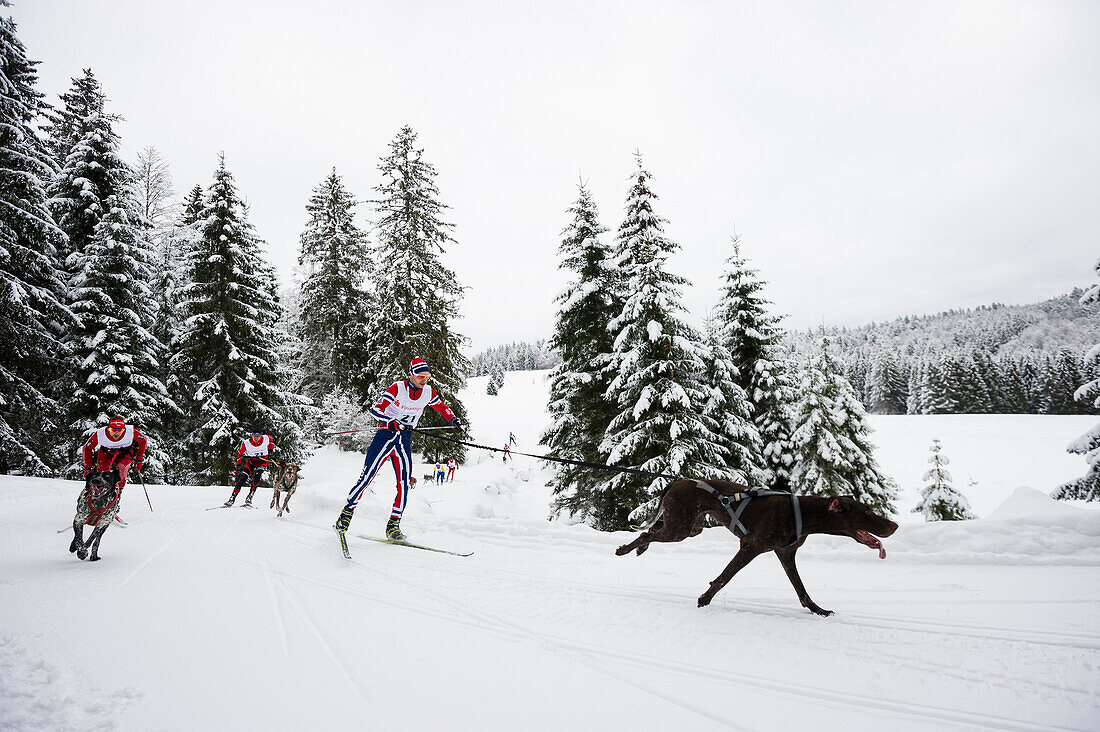 Skijoering, Sleddog WM 2015, Bernau, Black Forest, Baden-Wuerttemberg, Germany