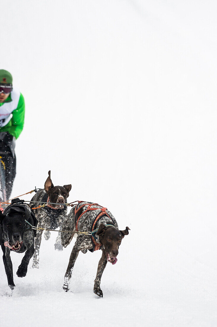 Sleddog WM 2015, Bernau, Black Forest, Baden-Wuerttemberg, Germany