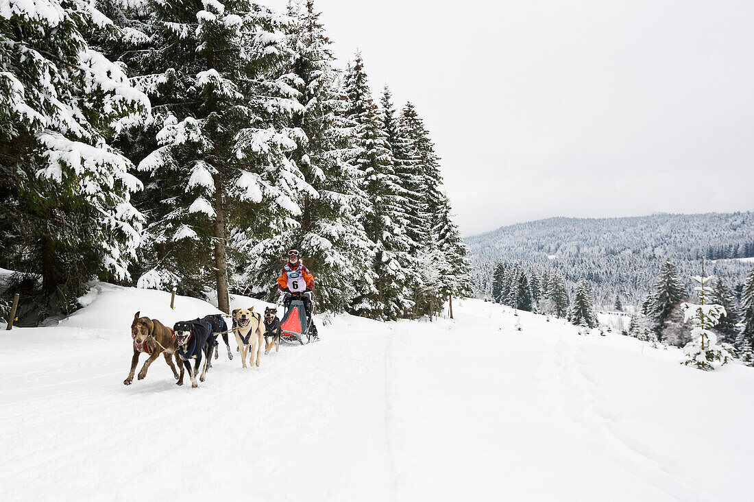 Sleddog WM 2015, Bernau, Black Forest, Baden-Wuerttemberg, Germany