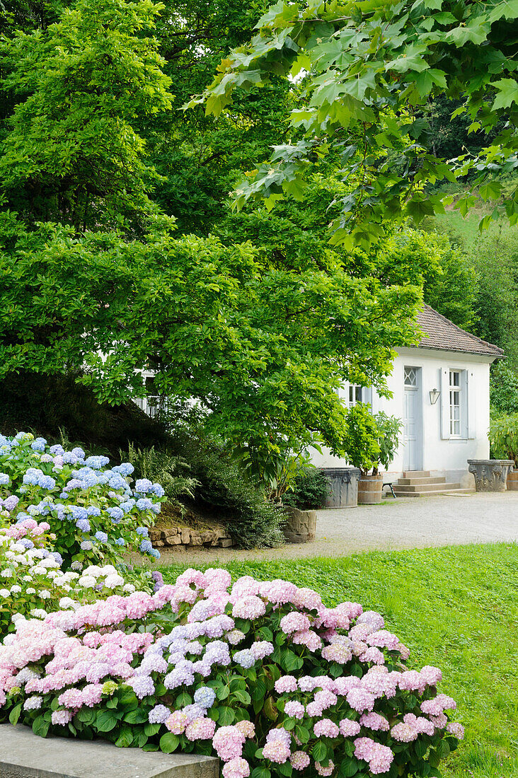 Flowering hortensia, Fuerstenlager Auerbach, Bensheim, Bergstrasse, Hesse, Germany