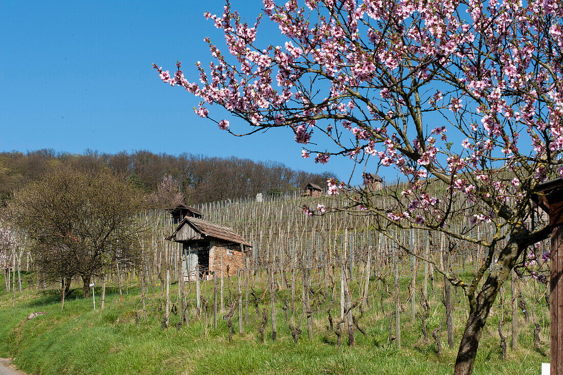 Flowering almonds in vineyards, Heppenheim, Bergstrasse, Hesse, Germany