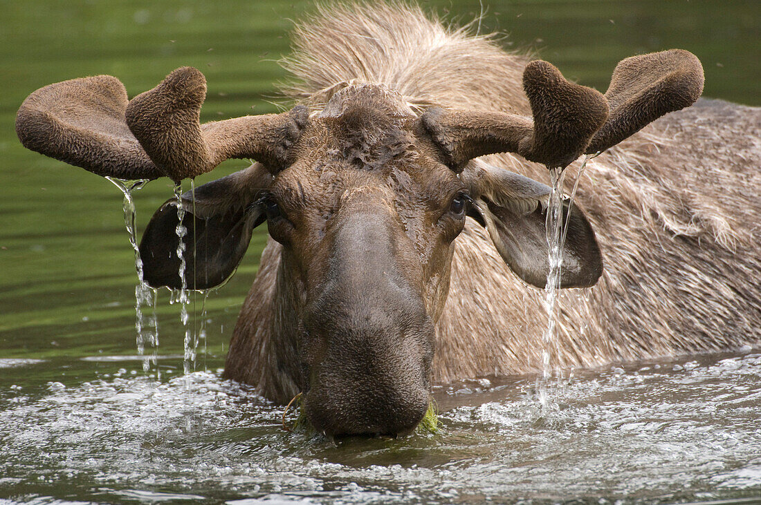 Alaska Moose (Alces alces gigas) male foraging for aquatic vegetation, Alaska