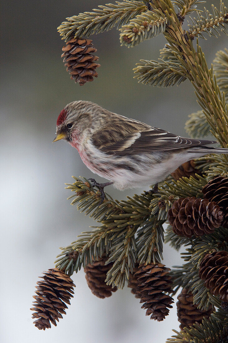 Common Redpoll (Carduelis flammea) male on Black Spruce (Picea mariana), Alaska