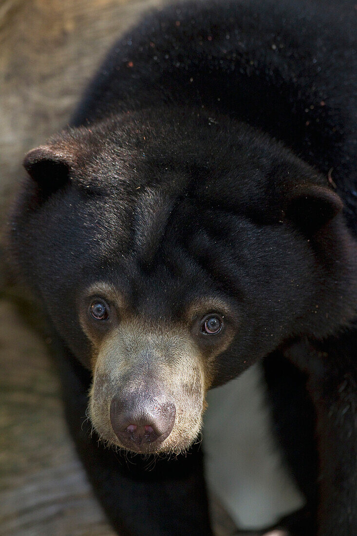 Sun Bear (Helarctos malayanus), native to Asia