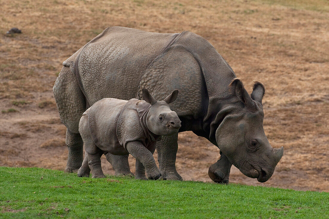 Indian Rhinoceros (Rhinoceros unicornis) mother and calf, native to Asia