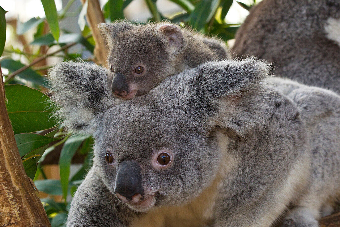 Koala (Phascolarctos cinereus) mother and young, native to Australia