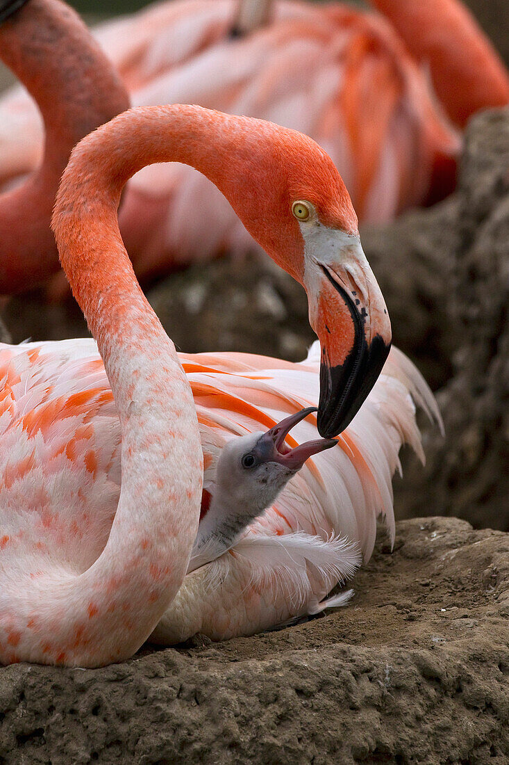 Greater Flamingo (Phoenicopterus ruber) parent brooding chick, native to Africa