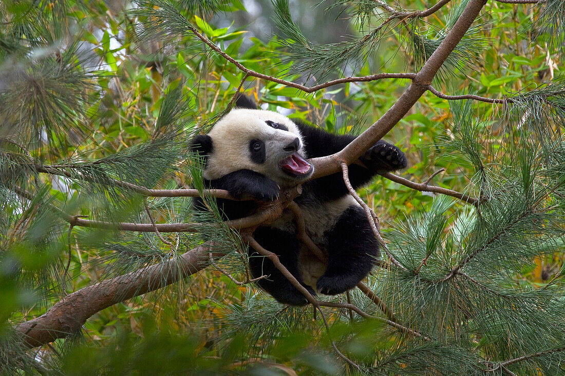 Giant Panda (Ailuropoda melanoleuca) cub yawning in tree, native to China