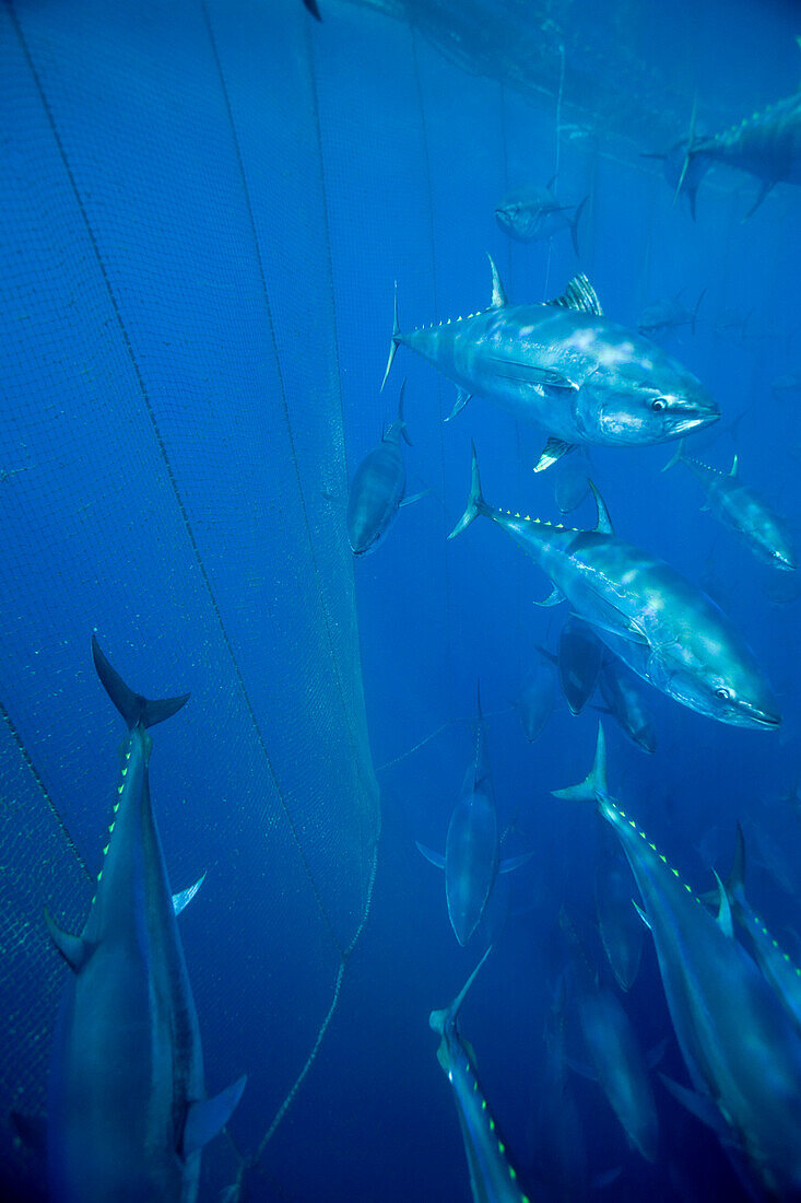 Atlantic Bluefin Tuna (Thunnus thynnus) shoal getting corralled in fishing net, Mediterranean Sea of the coast of Turkey