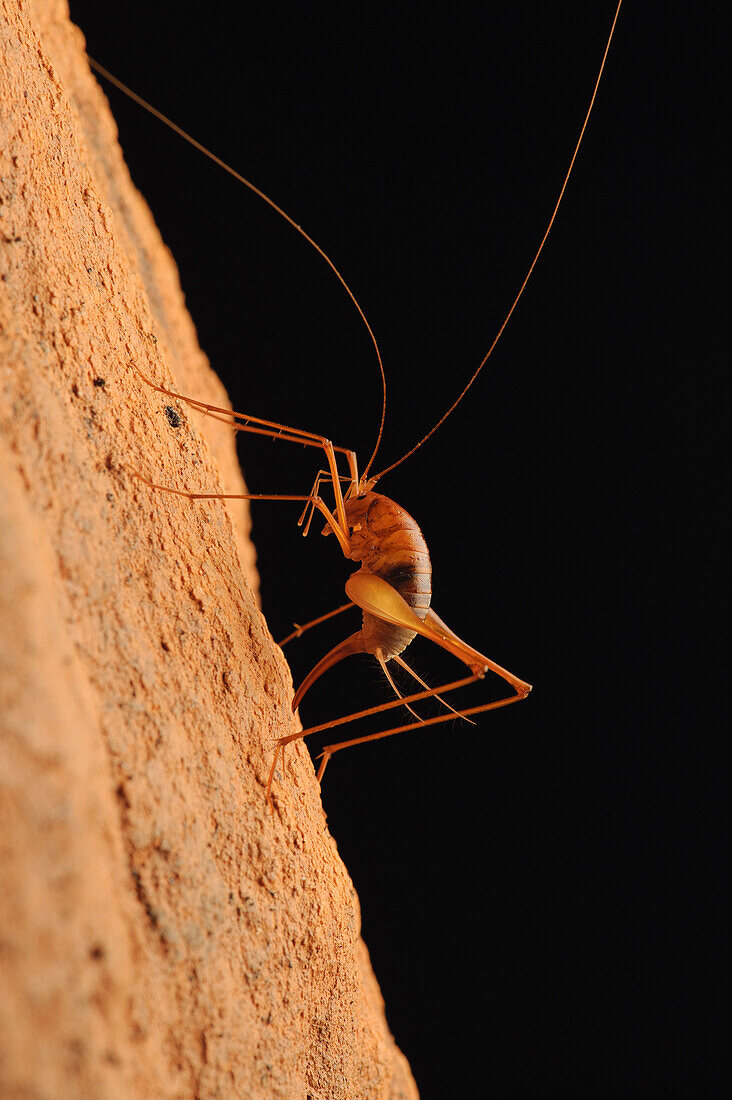 Cave Cricket (Diestrammena sp) pushing her ovipositor into the spongy surface of the limestone cave to lay eggs, Gunung Mulu National Park, Malaysia