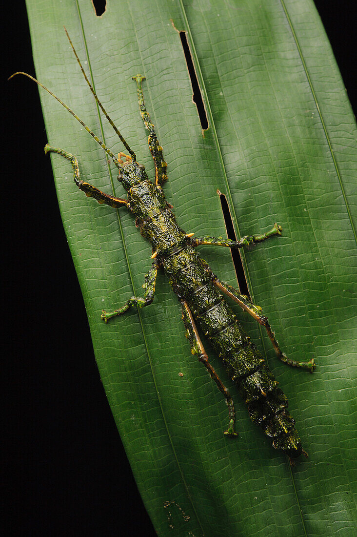Stick Insect (Dinophasma sp) from the lowland rainforests of Sarawak, Gunung Mulu National Park, Malaysia