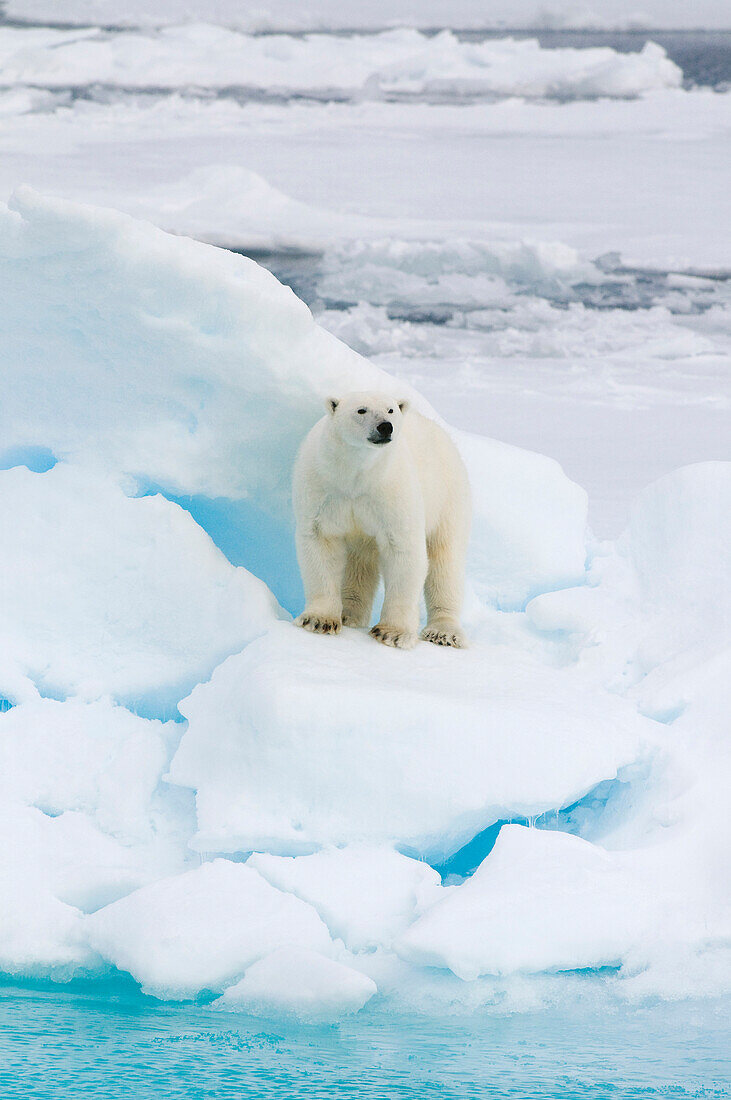 Polar Bear (Ursus maritimus) on iceberg, Svalbard, Norway