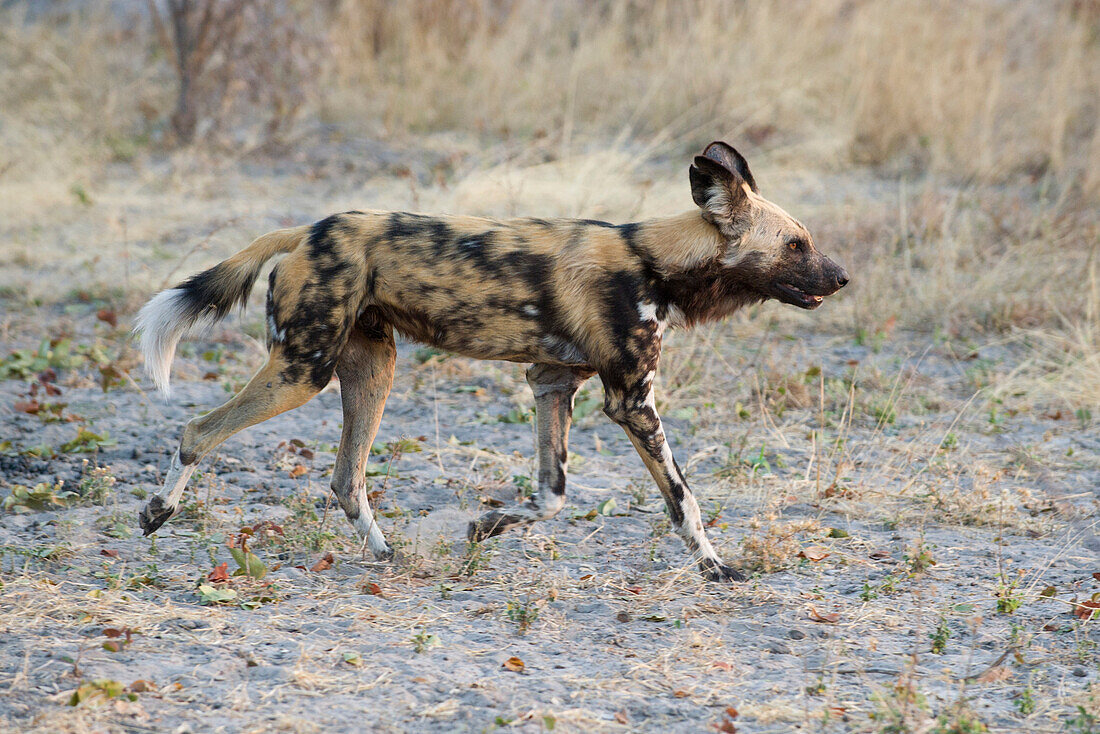 African Wild Dog (Lycaon pictus) running, northern Botswana
