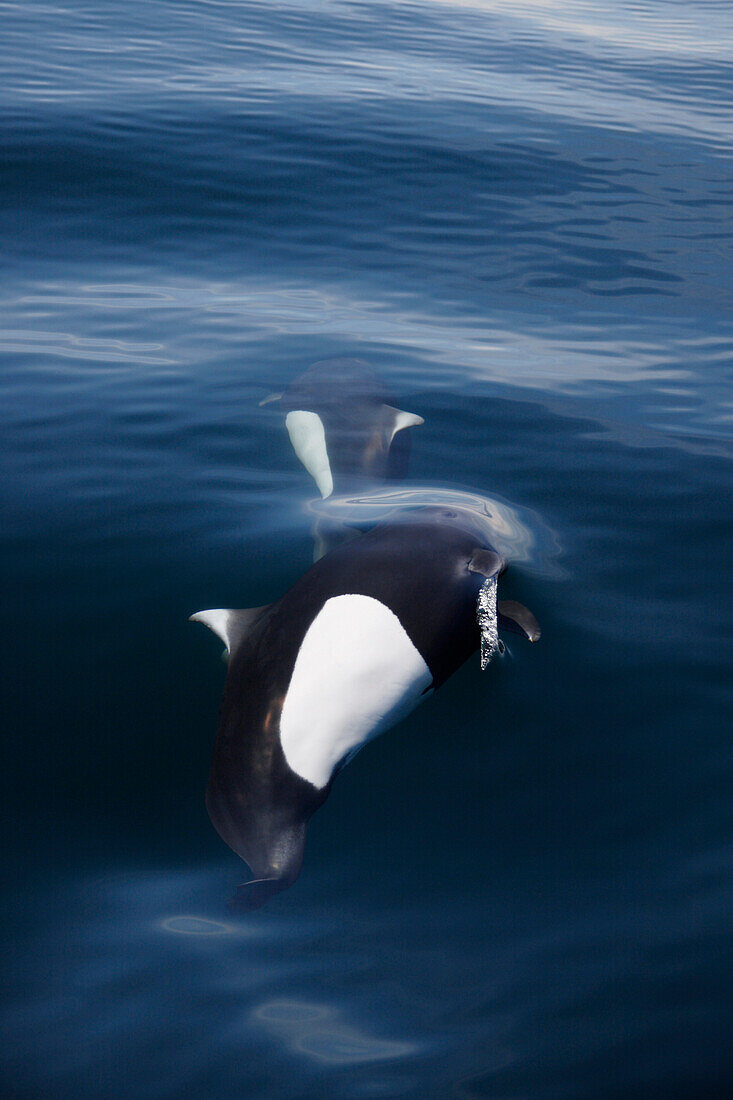 Dall's Porpoise (Phocoenoides dalli) pair bow riding, Prince William Sound, Alaska