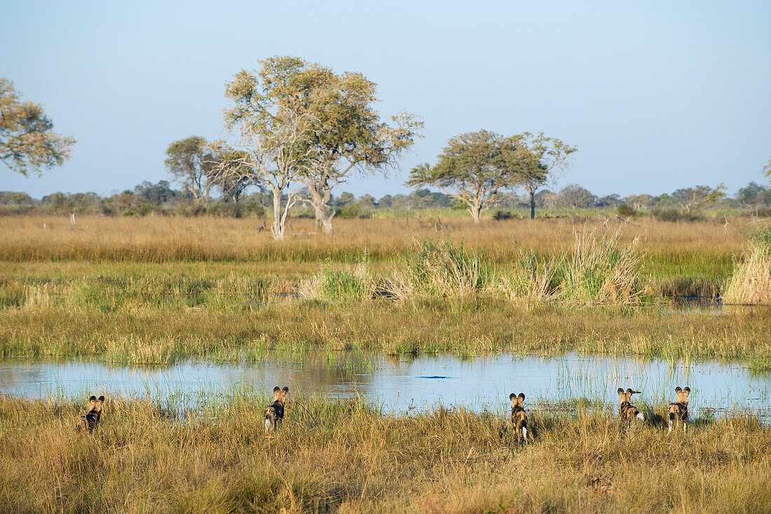 African Wild Dog (Lycaon pictus) group watching crocodiles in river, northern Botswana