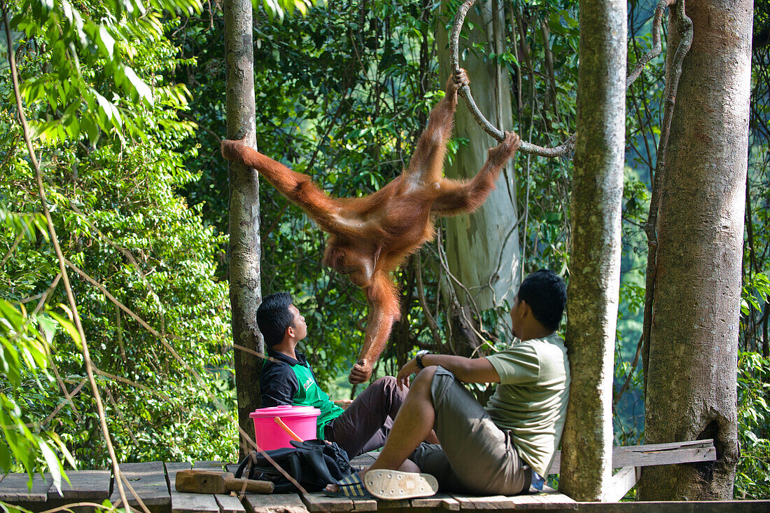 Sumatran Orangutan (Pongo abelii) being fed by handlers in rehabilitation program, Gunung Leuser National Park, northern Sumatra, Indonesia
