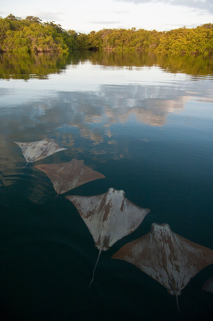 Golden Cownose Ray (Rhinoptera steindachneri) group, Santa Cruz Island, Galapagos Islands, Ecuador