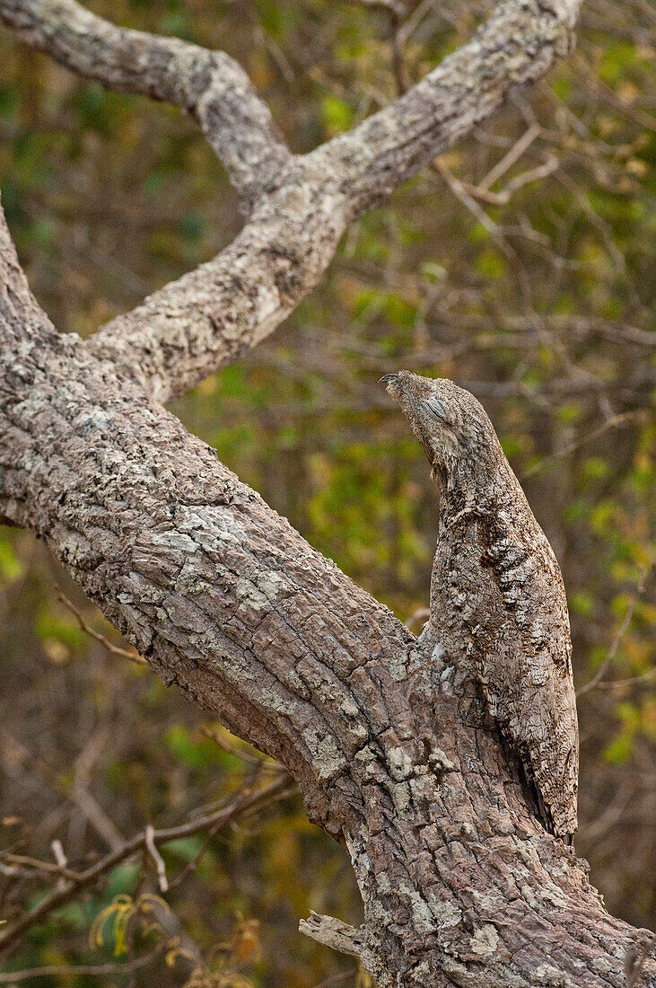 Great Potoo (Nyctibius grandis) camouflaged on tree, Pantanal, Brazil