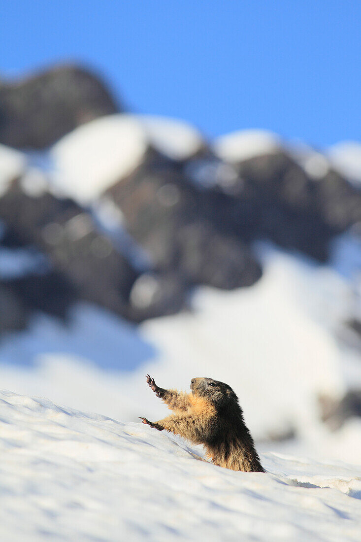 Alpine Marmot (Marmota marmota) emerging from den in snow, Alps, France