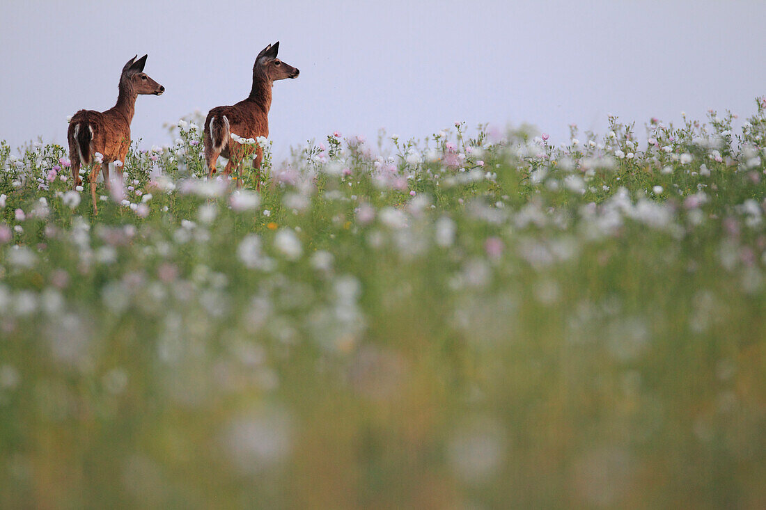White-tailed Deer (Odocoileus virginianus) females in field of wildflowers, southern Texas