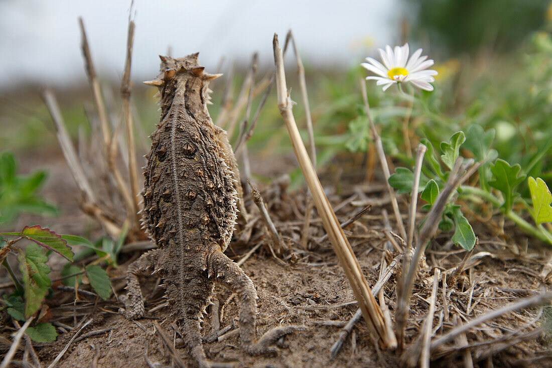 Texas Horned Lizard (Phrynosoma cornutum) in alert posture, southern Texas