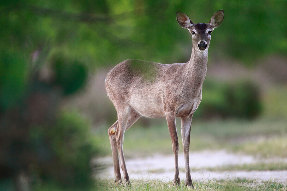 White-tailed Deer (Odocoileus virginianus) alert female, southern Texas