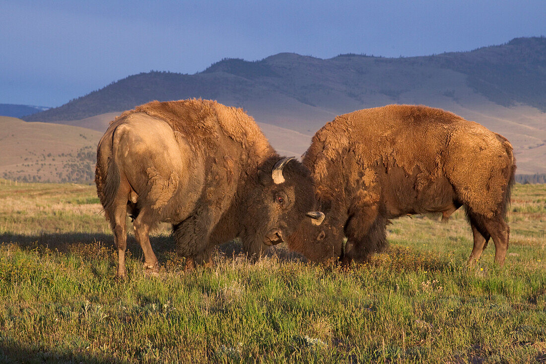 American Bison (Bison bison) bulls, National Bison Range, Moise, Montana