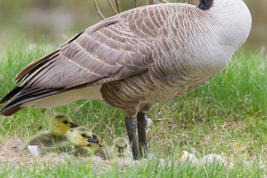 Canada Goose (Branta canadensis) at nest with gosslings, northwest Montana