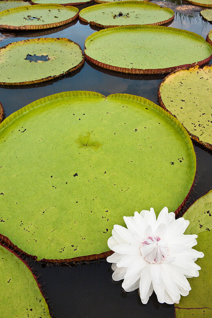 Amazon Water Lily (Victoria amazonica) flower in permanent ponds in savannah, Rupununi, Guyana