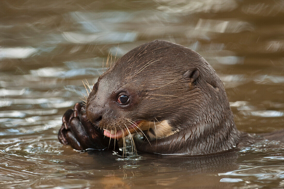 Giant River Otter (Pteronura brasiliensis) eating fish, Karanambu Trust, Rupununi, Guyana