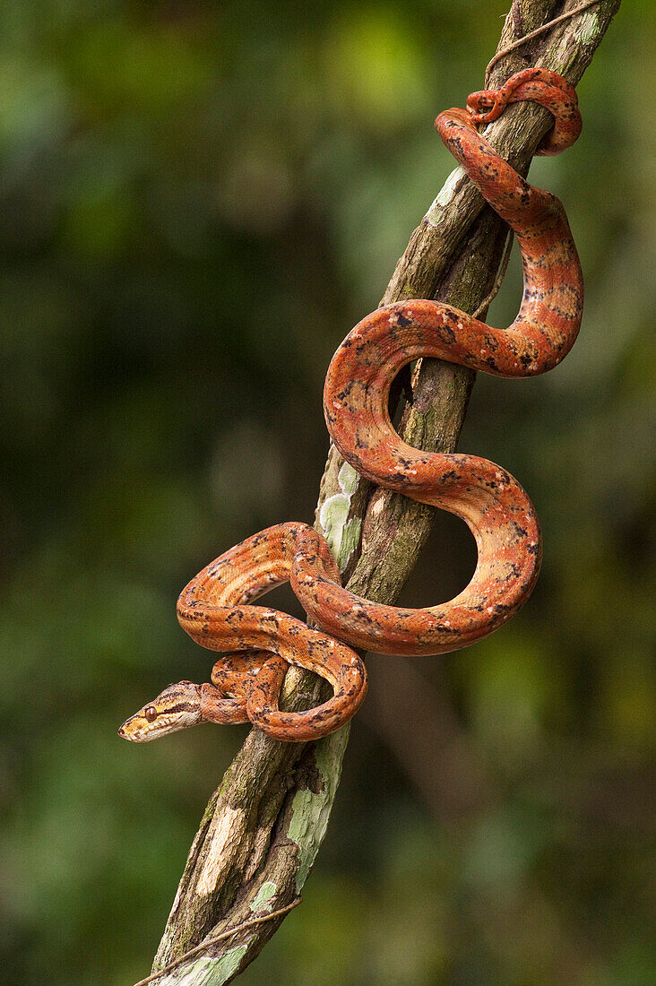 Common Tree Boa (Corallus hortulanus) climbing in tree, Iwokrama Rainforest Reserve, Guyana, manipulated image