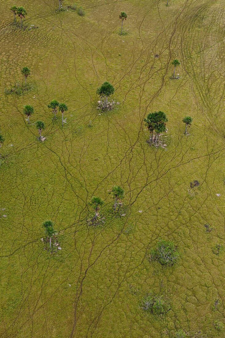 Trails weaving around Aguache Palm (Mauritia flexuosa) group in savannah, Rupununi, Guyana