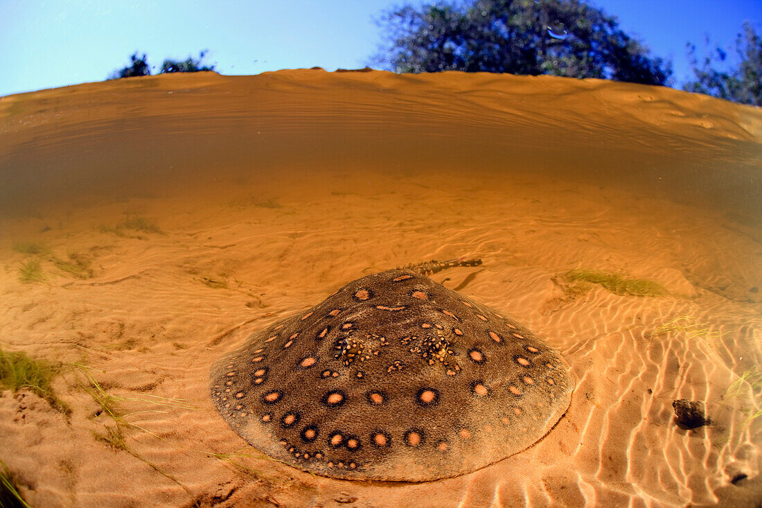 Black River Stingray (Potamotrygon motoro), Rio Negro, Pantanal, Brazil