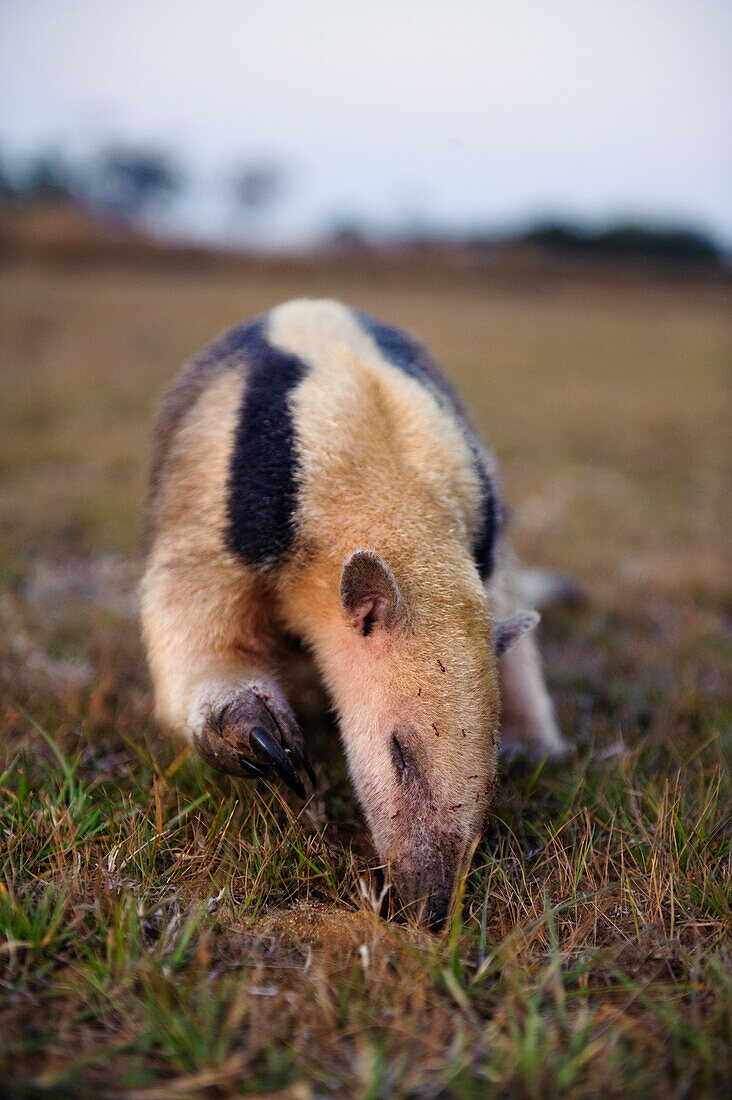 Southern Anteater (Tamandua tetradactyla) feeding on ants, Pantanal, Brazil