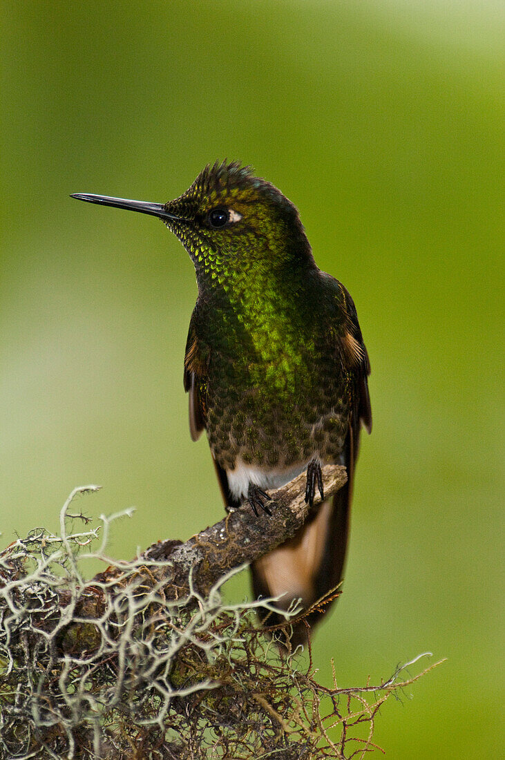 Buff-tailed Coronet (Boissonneaua flavescens) hummingbird, Mindo Cloud Forest, western slope of Andes, Ecuador