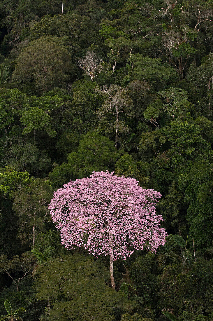 Rainforest canopy with emergent flowering tree in Yasuni National Park, Amazon, Ecuador
