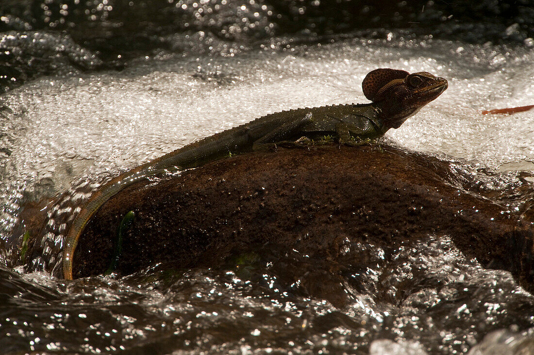 Western Basilisk (Basiliscus galeritus) on rock in creek, Mindo Cloud Forest, western slope of Andes, Ecuador