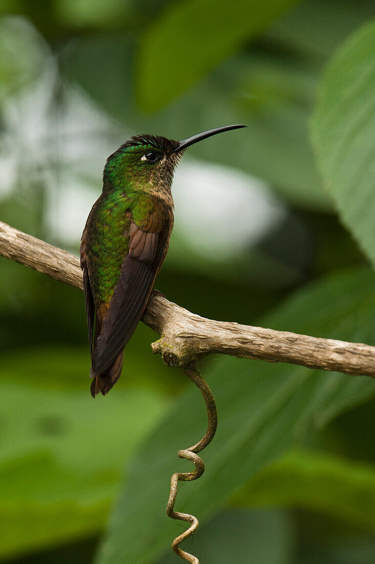 Fawn-breasted Brilliant (Heliodoxa rubinoides) hummingbird, Mindo Cloud Forest, western slope of Andes, Ecuador