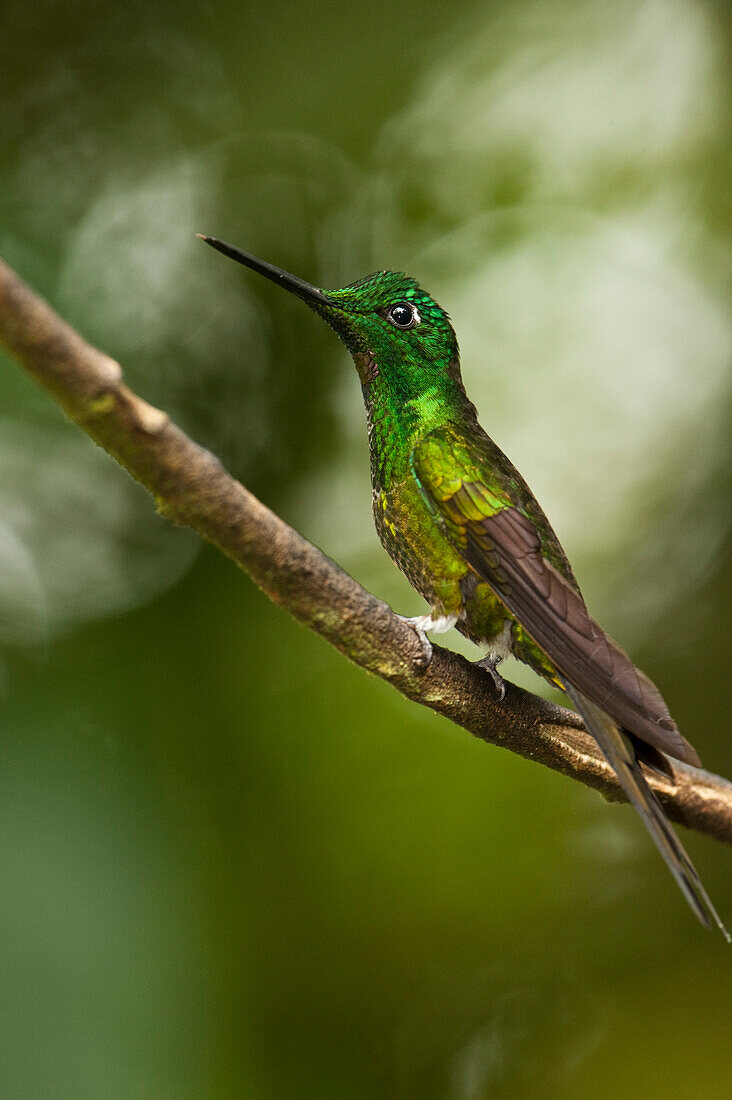 Empress Brilliant (Heliodoxa imperatrix), Mindo Cloud Forest, western slope of Andes, Ecuador