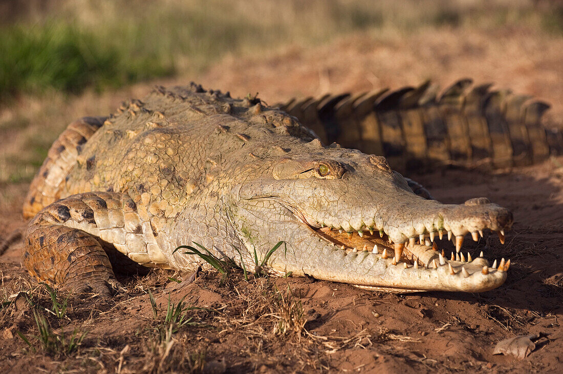 Orinoco Crocodile (Crocodylus intermedius) female used for captive breeding program, Hato Masaguaral working farm and biological station, Venezuela