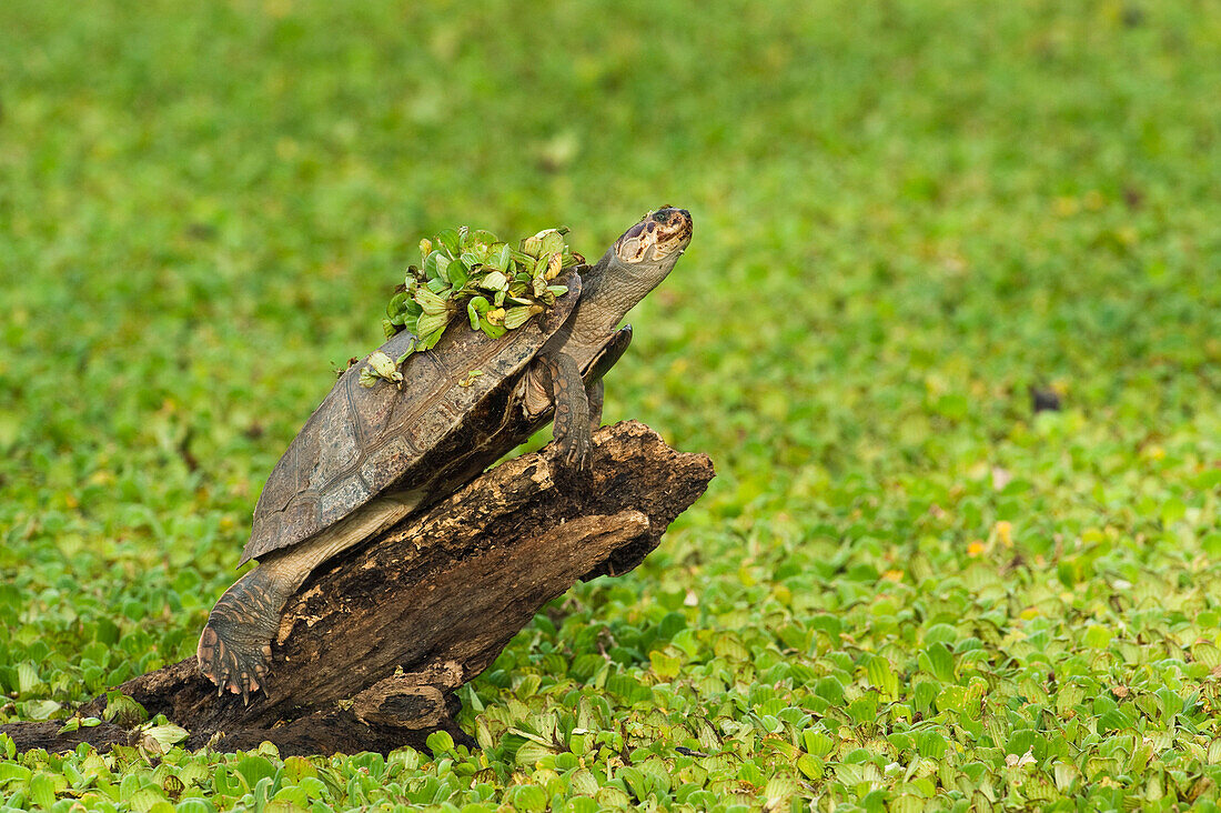 Savanna Side-necked Turtle (Podocnemis vogli) sunbathing, Hato Masaguaral working farm and biological station, Venezuela