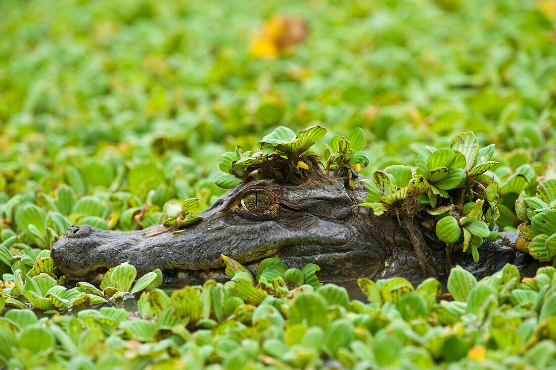 Spectacled Caiman (Caiman crocodilus), Hato Masaguaral working farm and biological station, Venezuela