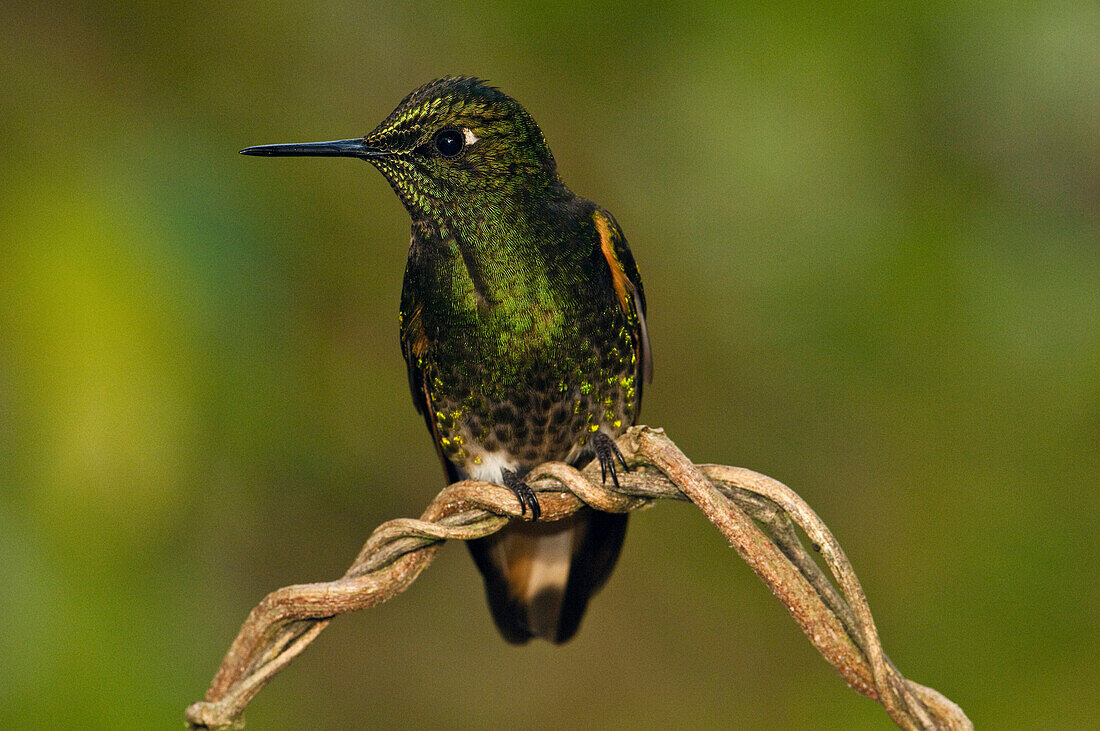 Buff-tailed Coronet (Boissonneaua flavescens) hummingbird, Mindo Cloud Forest, western slope of Andes, Ecuador