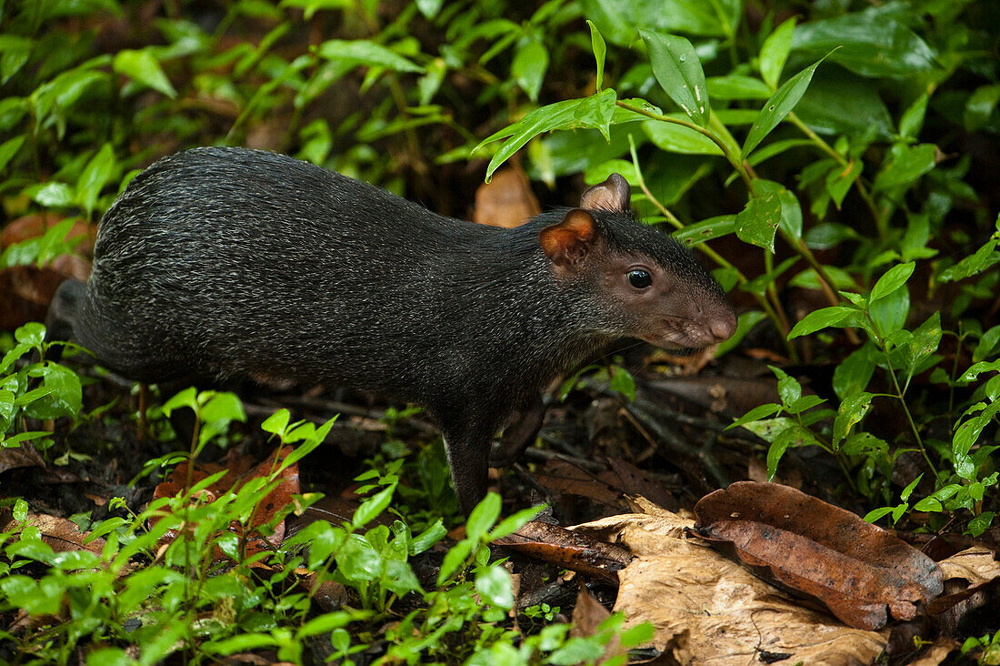 Black Agouti (Dasyprocta fuliginosa), Napo River, Yasuni National Park, Amazon, Ecuador