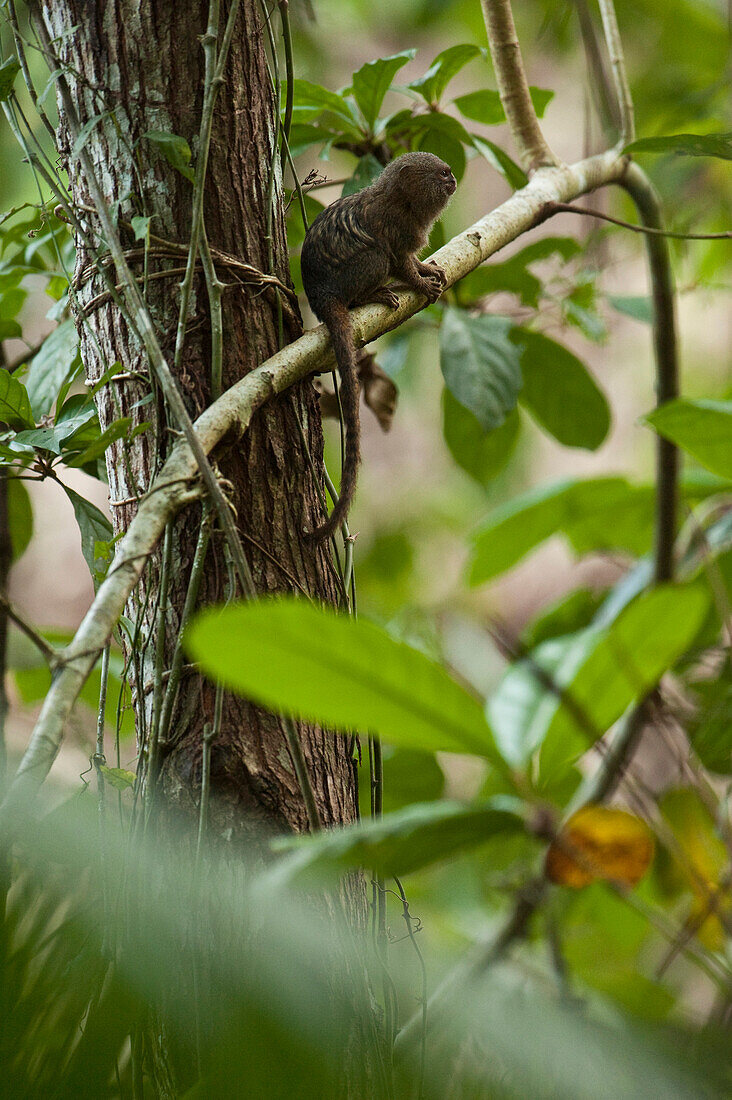 Pygmy Marmoset (Cebuella pygmaea) in tree, Napo River, Yasuni National Park, Amazon, Ecuador